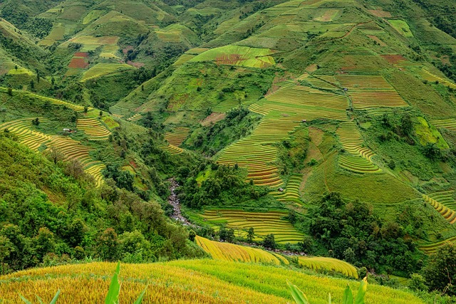 Lush green rice terraces in Southeast Asia